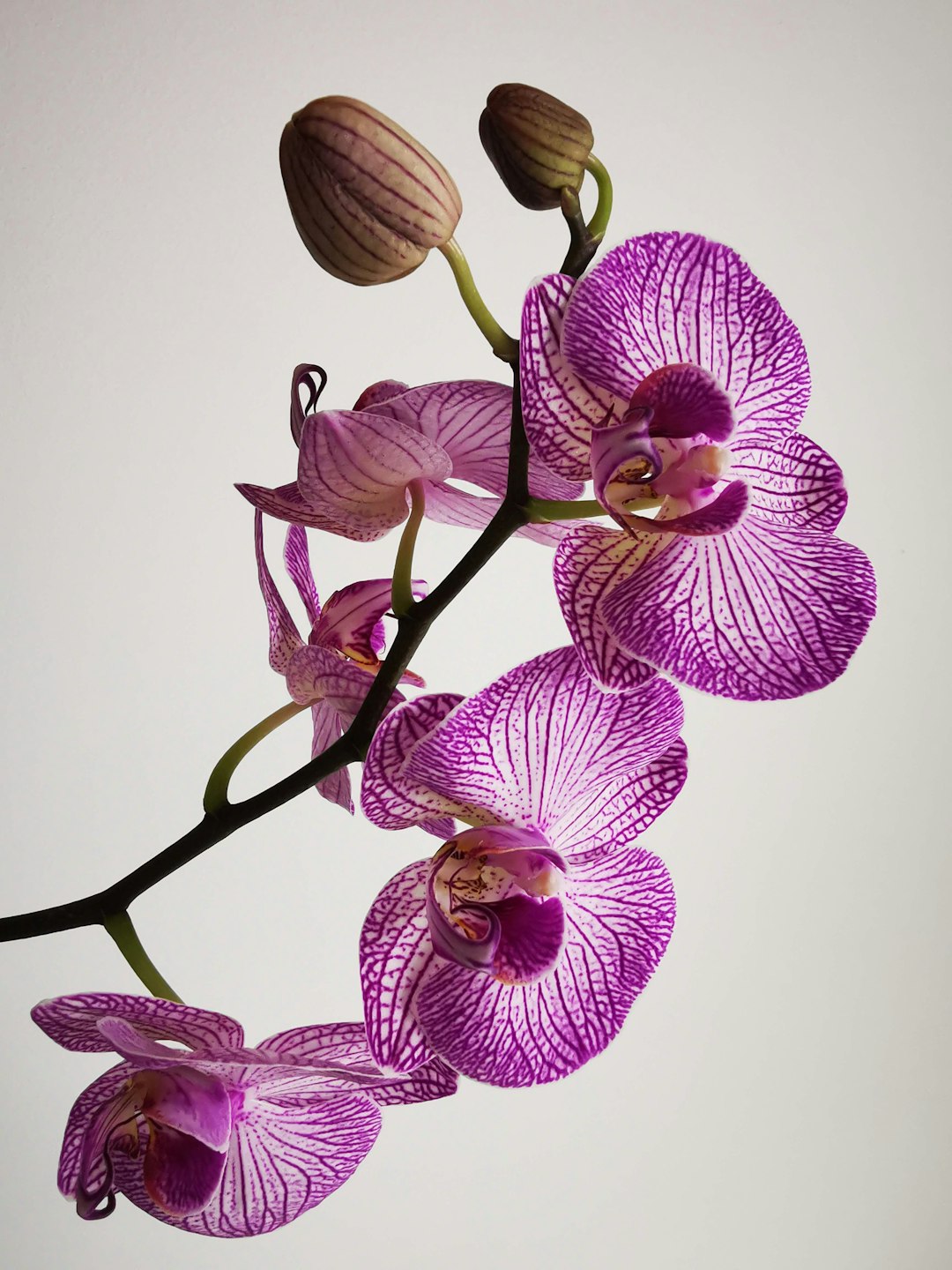 Luxury Orchid Arrangement